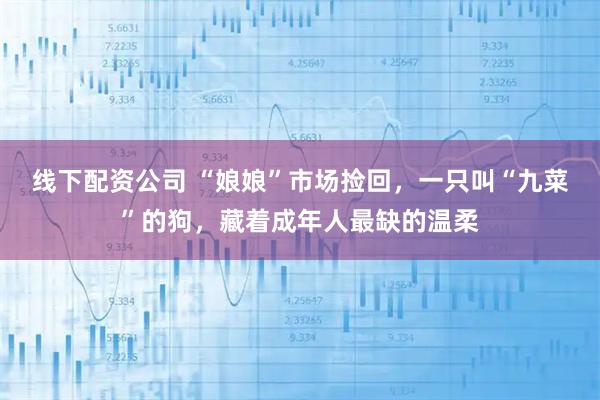 线下配资公司 “娘娘”市场捡回，一只叫“九菜”的狗，藏着成年人最缺的温柔